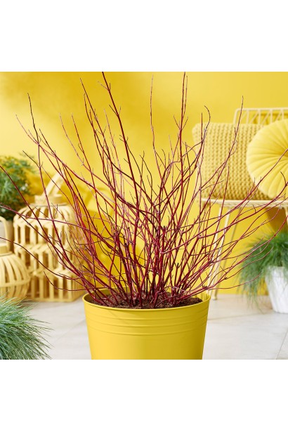 Дерен белый Миракл в контейнере в зимний период.